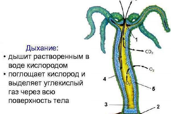 Блекспрут работает сейчас